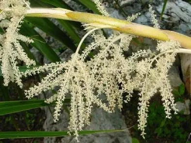 Flor de Thrinax radiata