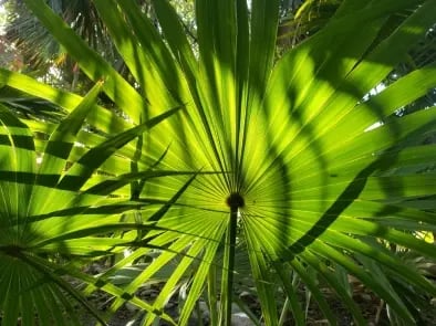 Thrinax radiatta hoja (1)