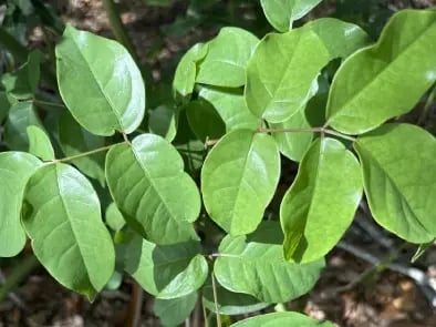 Bursera simaruba hojas