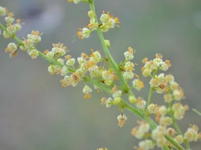 Flor de Bursera simaruba