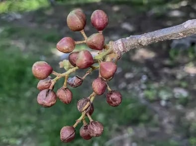 fruta bursera-simaruba