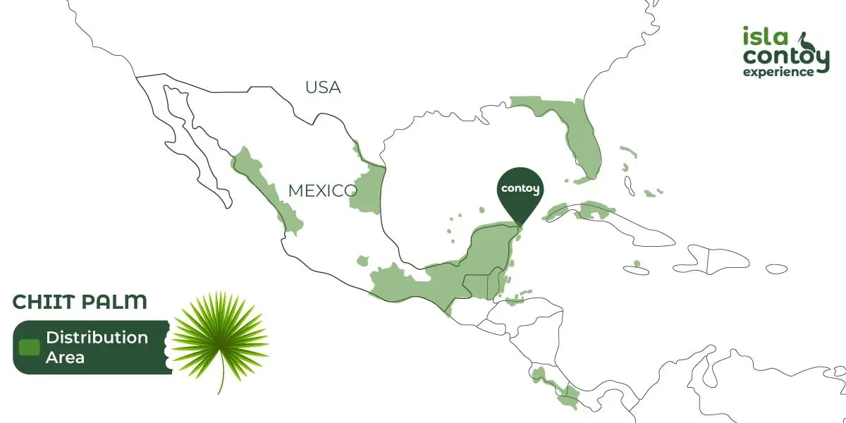 distribución de palma chiit