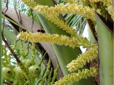 flor del cocotero