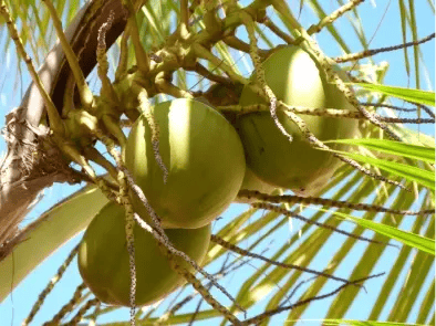 fruto cocotero