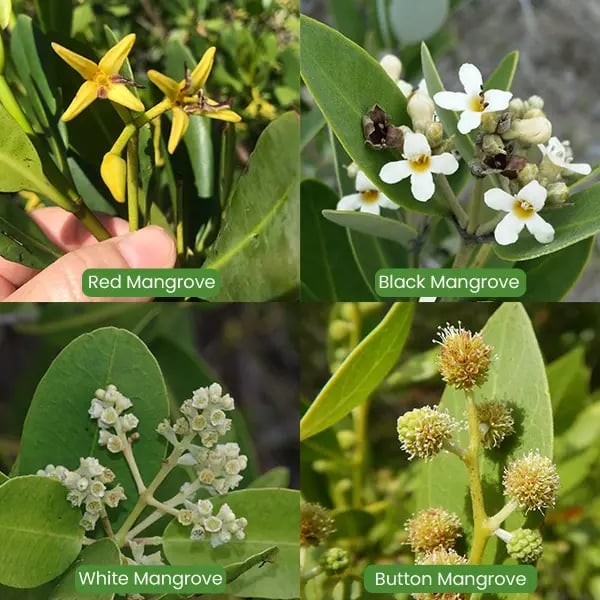 mangrove-flowers