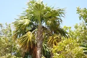 Chiit palm