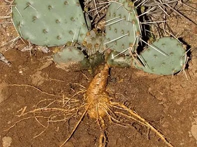 raiz-opuntia-stricta