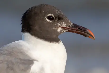 Laughin gull face