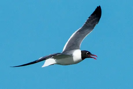 laughing gull flying