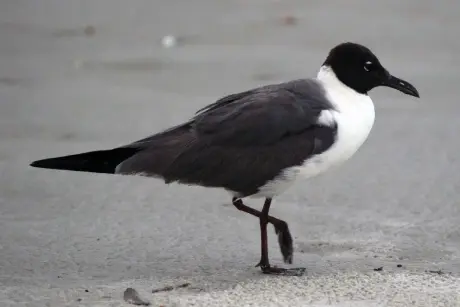 laughing gull in the sand