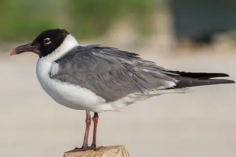 gaviota reidora