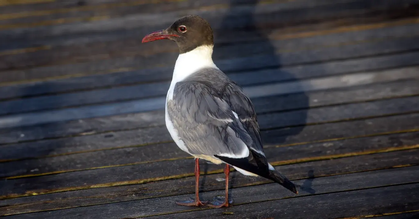 gaviota reidora en el muelle