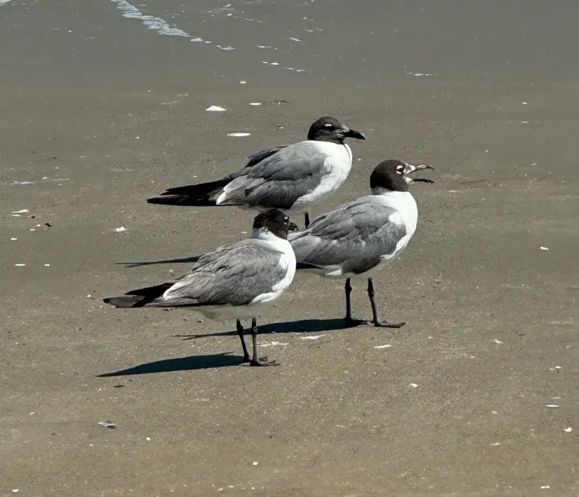 tres gaviotas sonrientes