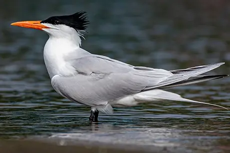 charrán real en el agua