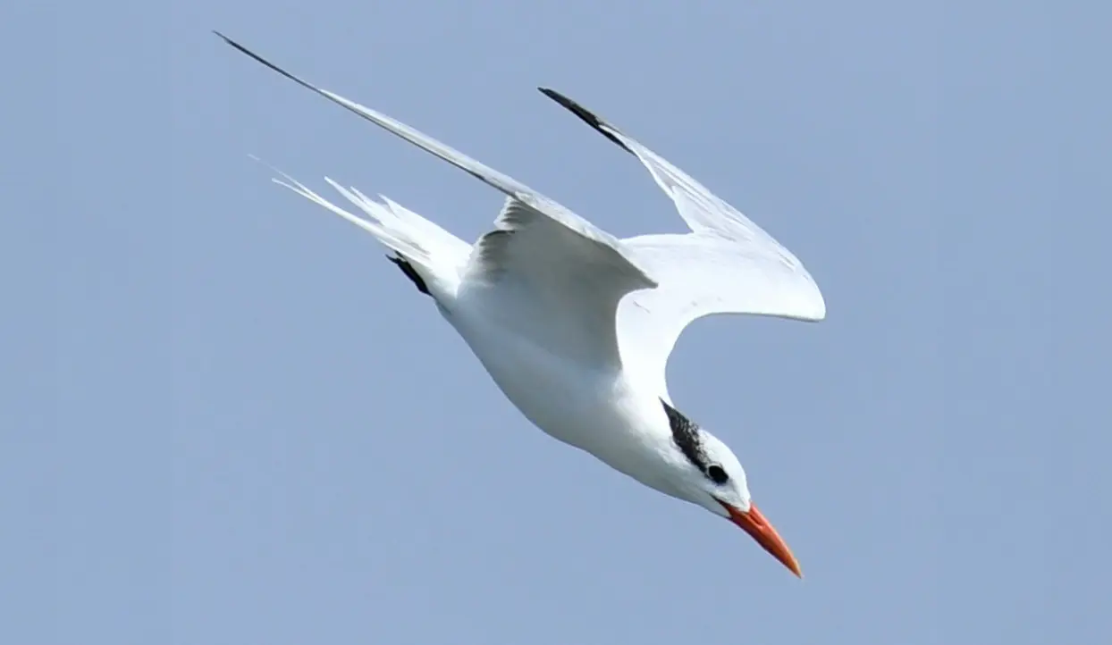 royal-tern-downward