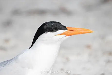 royal-tern-face-1