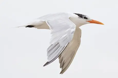 royal-tern-flies