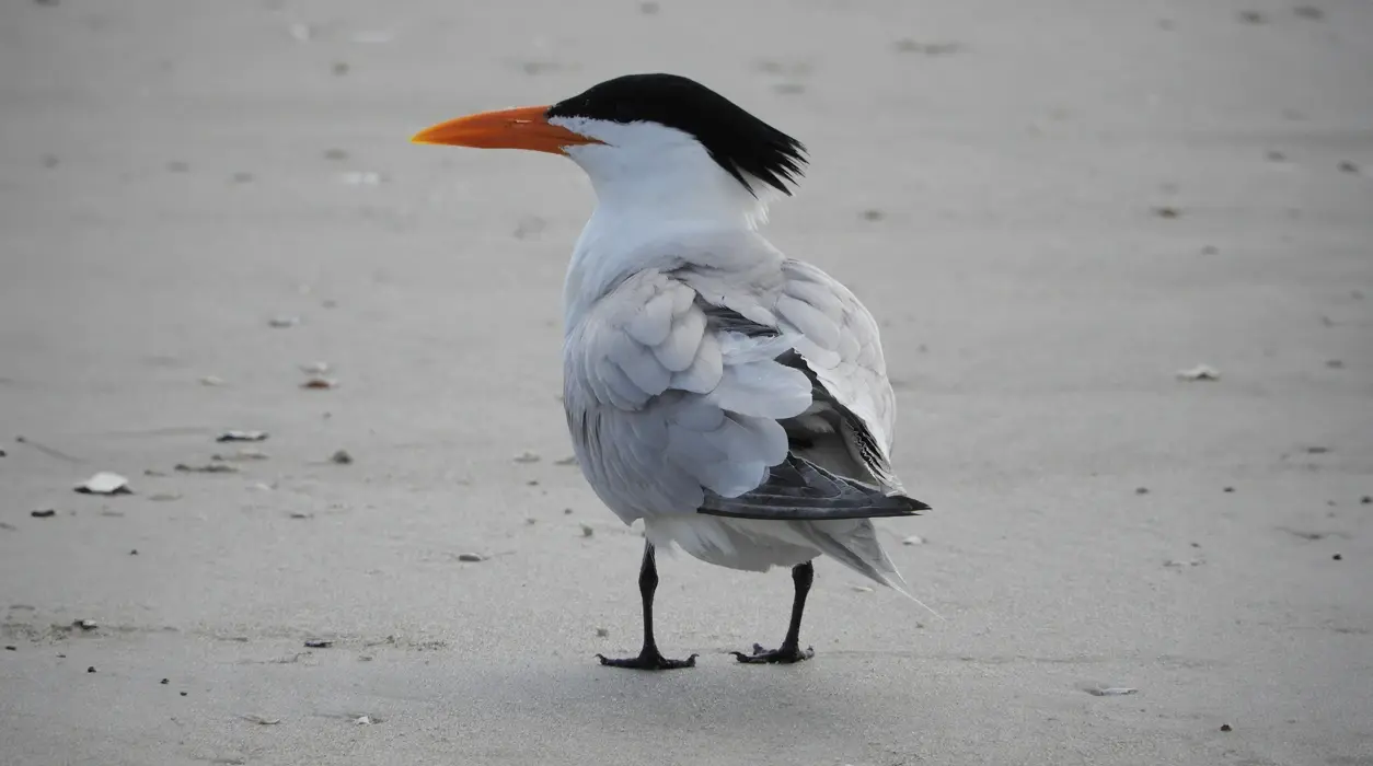 real-tern-standing-in-the-sand