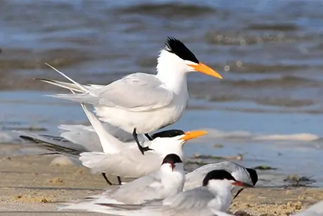 royal-tern-with-friends