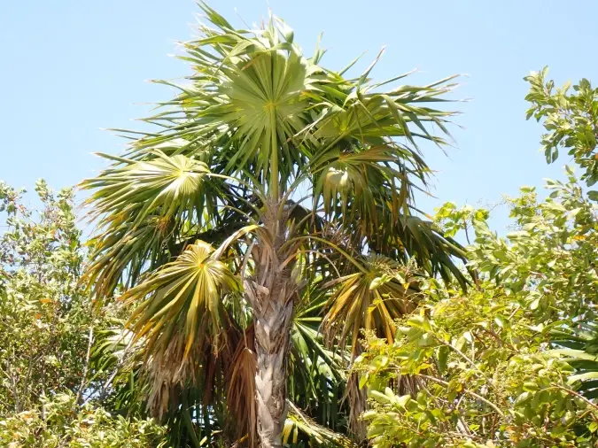 Thrinax Radiata alto