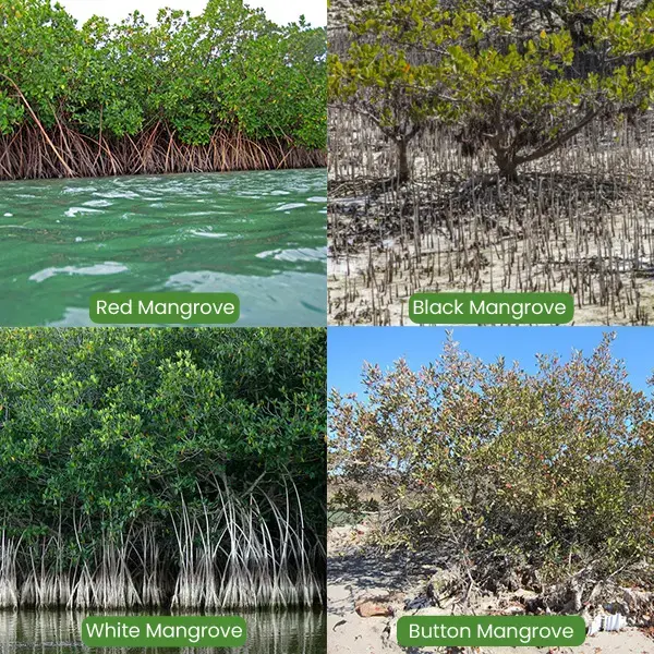 mangrove-types