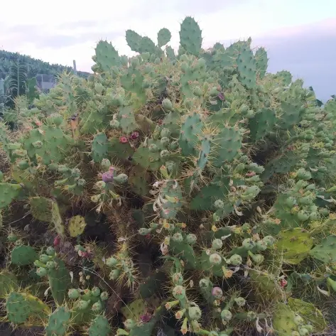 frondosa opuntia stricta