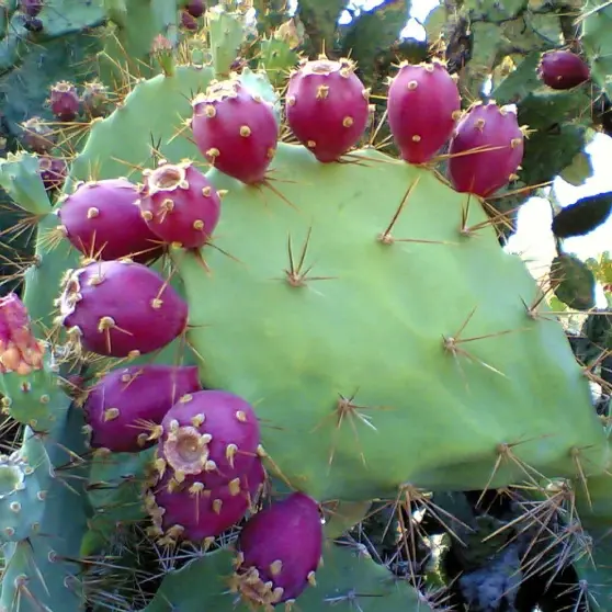 opuntia strica fruit