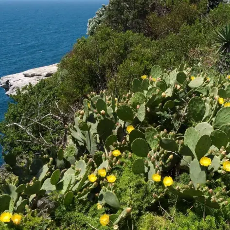 opuntia stricta clima ideal